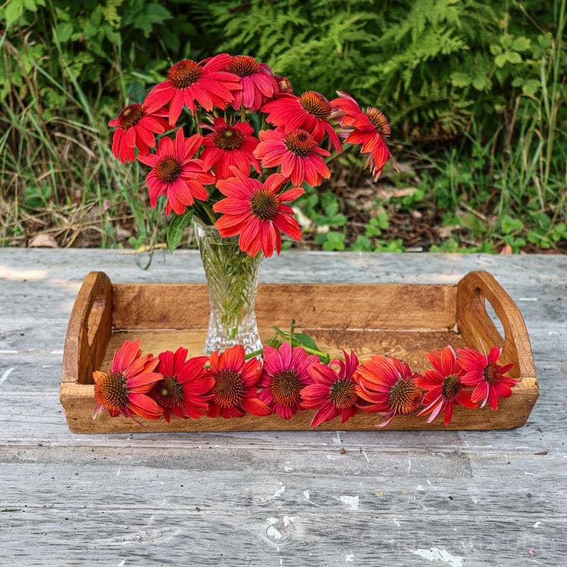 Red Ombre Artisan Echinacea Seeds — Striking Two-Tone Blooms - View 6