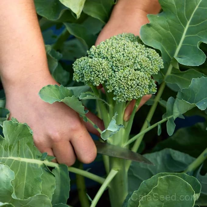 Waltham 29 Broccoli Seeds — Cold-Tolerant Heirloom Variety - View 2