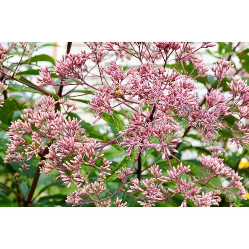 Joe Pye Weed Seeds — Native Perennial Butterfly Magnet - Alt