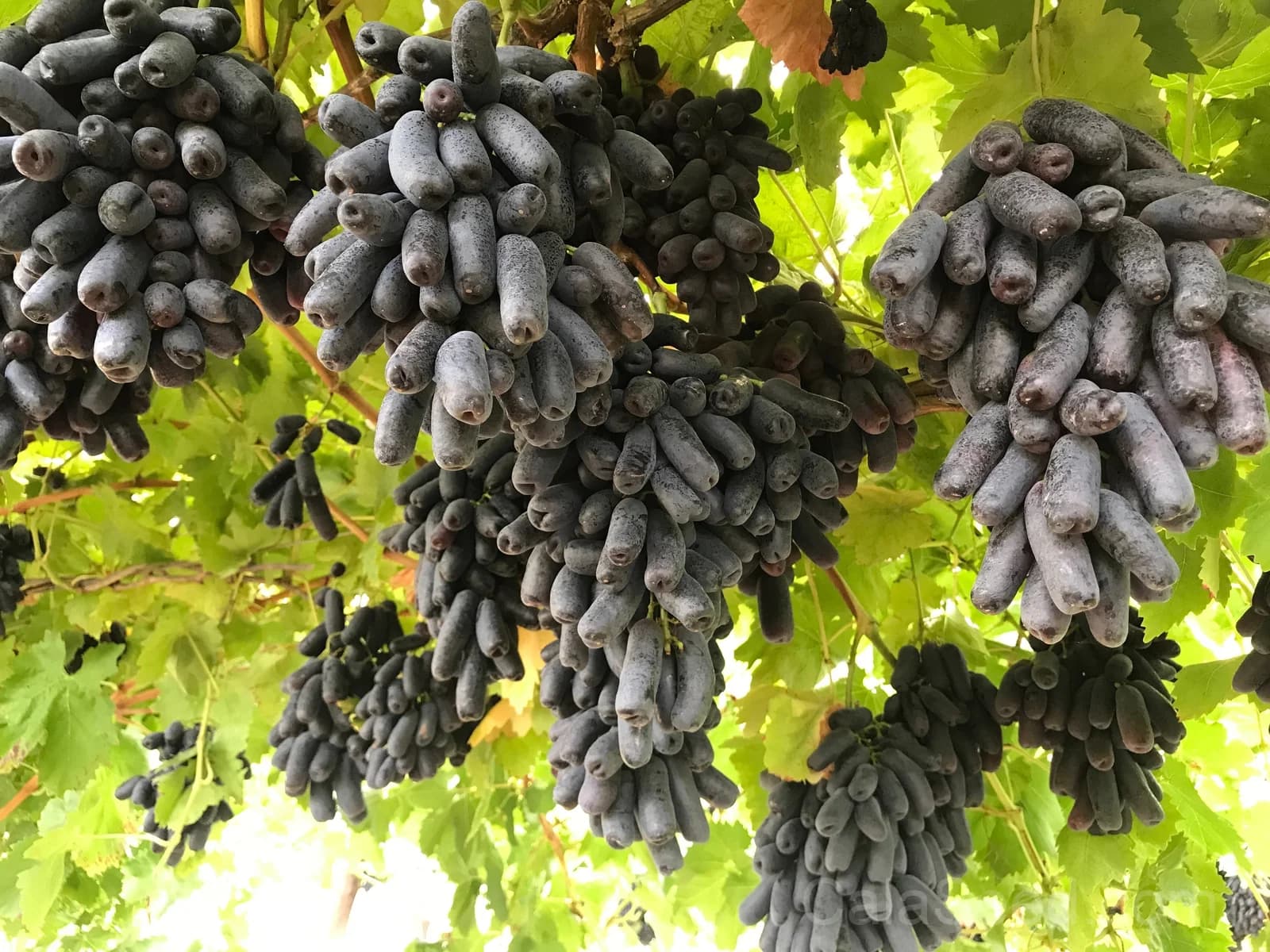 Black Finger Grape 'Vitis Vinifera' Seeds — Rare Fruit Vine - Main