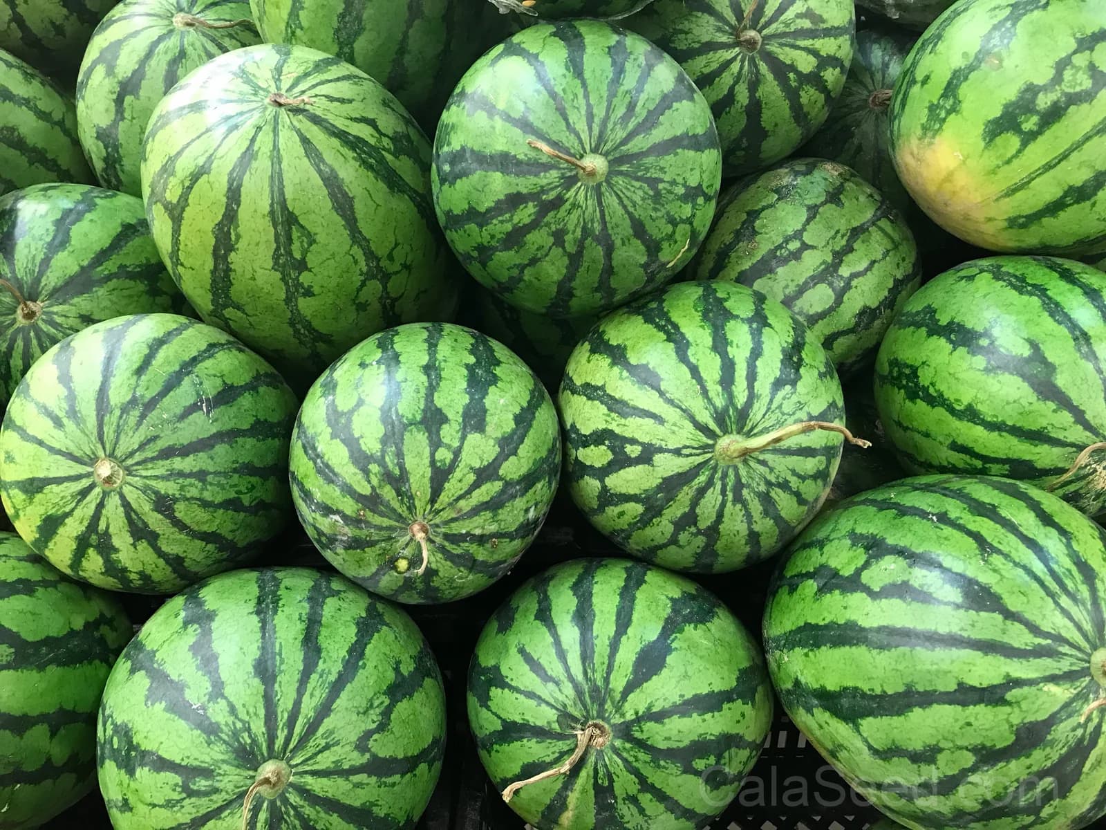 Crimson Sweet Watermelon Seeds — Classic Sweet Red Fruit - View 2
