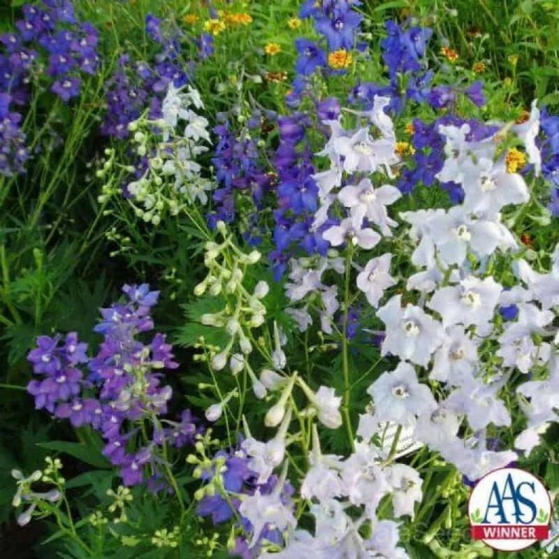 Connecticut Yankees Mix Delphinium Seeds — Classic Cottage Garden Bloom - Alt