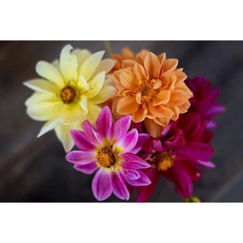 Showpiece Mixture Dahlia Bulbs — Vibrant Garden Display - View 2