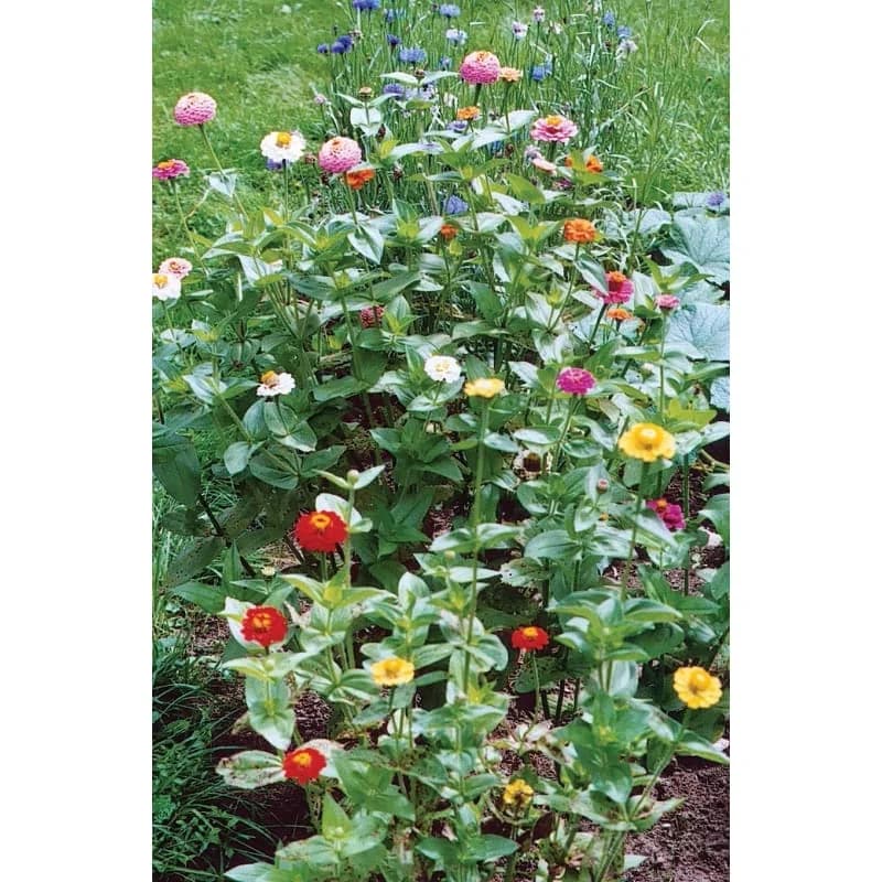Lilliput Mix Zinnia Seeds — Dwarf Compact Blooms - Alt