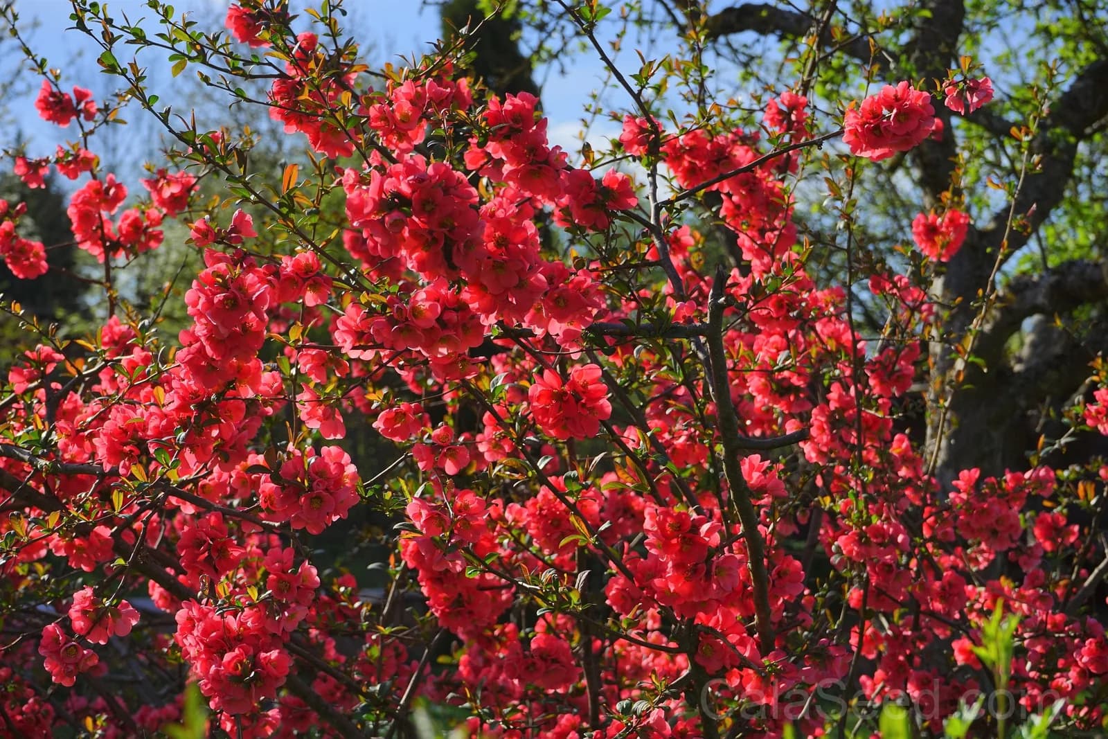 Red Flowering Dwarf Quince 'Chaenomeles Japonica' Seeds — Scarlet Ornamental Shrub - View 3
