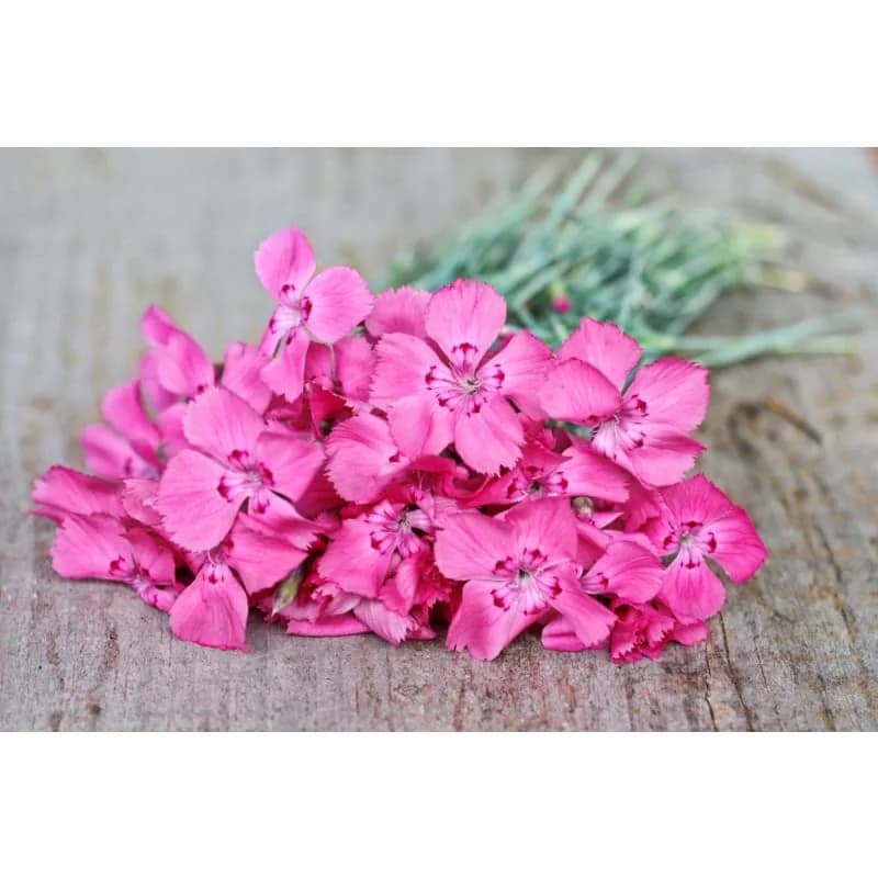 Flavora Rose Shades Dianthus Seeds — Bicolor Fragrant Blooms - View 5