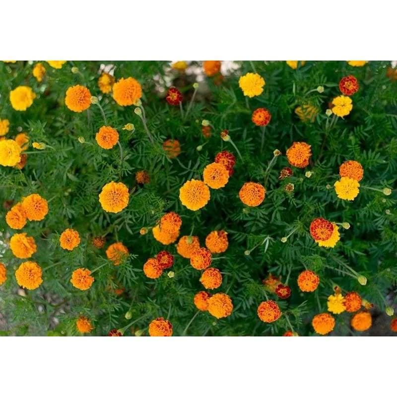 Petite Mix Marigold Seeds — Compact Colorful Annual Flowers - View 3