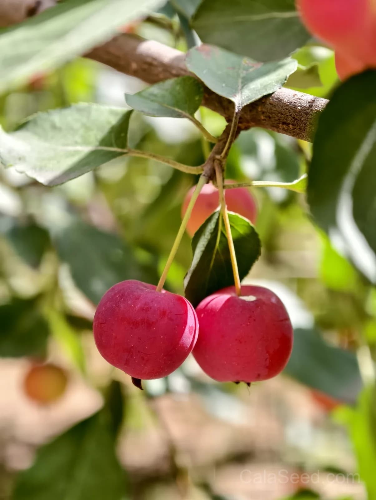 Sargent Crab Apple 'Malus Sargentii' Seeds — White Red Hummingbird Flowers - View 5