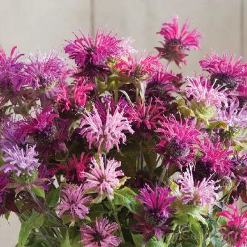 Panorama Mix Monarda Seeds — Pollinator-Friendly Wildflower Blend - View 3