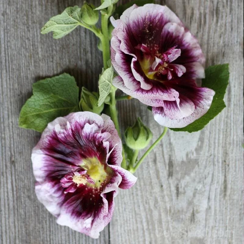 Creme de Cassis Hollyhock Seeds — Rich Blackberry-Colored Blooms - Main