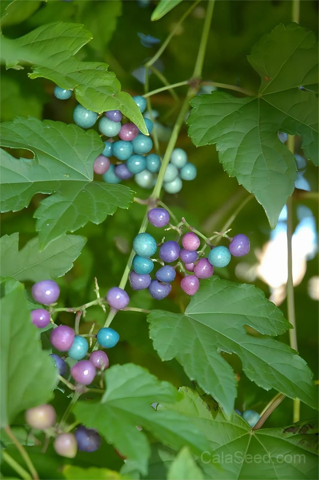 Variegated Porcelain Berry Vine Seeds — Ornamental Blue-Pink Berries - View 7
