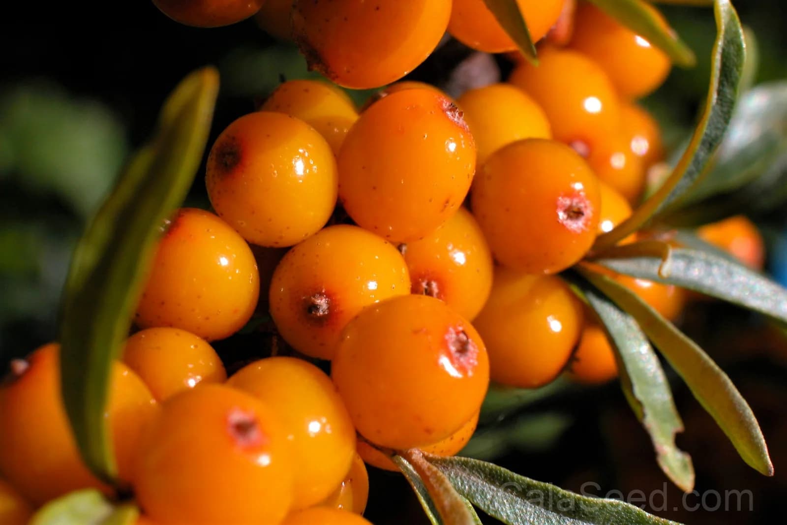Sea Buckthorn 'Hippophae Rhamnoides' Seeds — Orange Berry Fruit Shrub - View 4