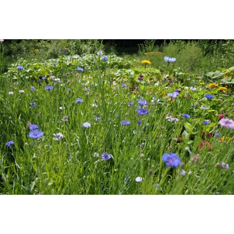 Tall Mix Centaurea Seeds — Native Wildflower Blend - View 3
