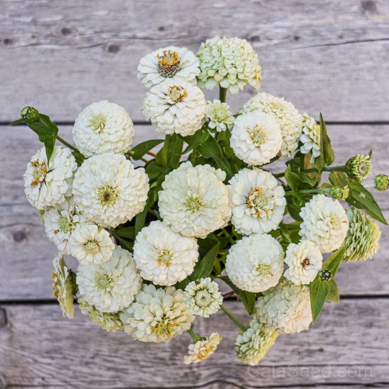 Oklahoma White Zinnia Seeds — Heirloom Native Wildflower - Alt