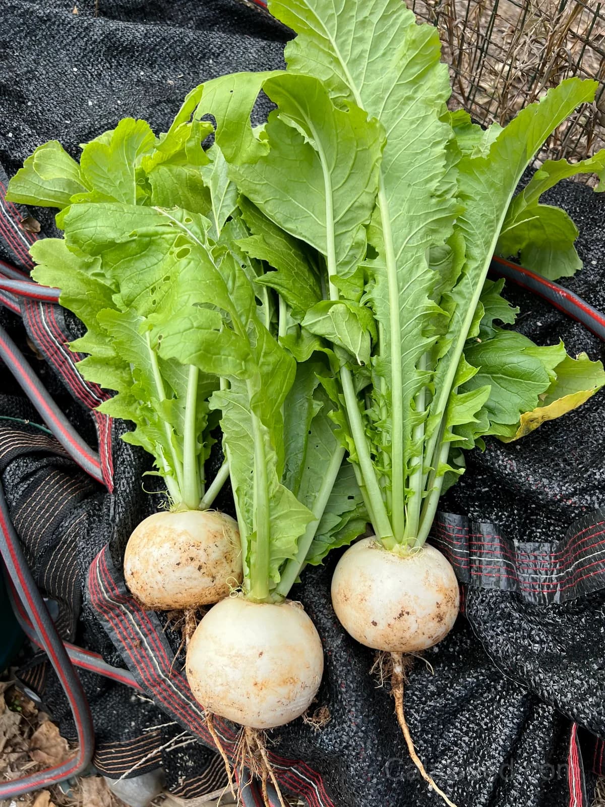 White Radish Seeds — Crisp Heirloom Root Vegetable - View 2