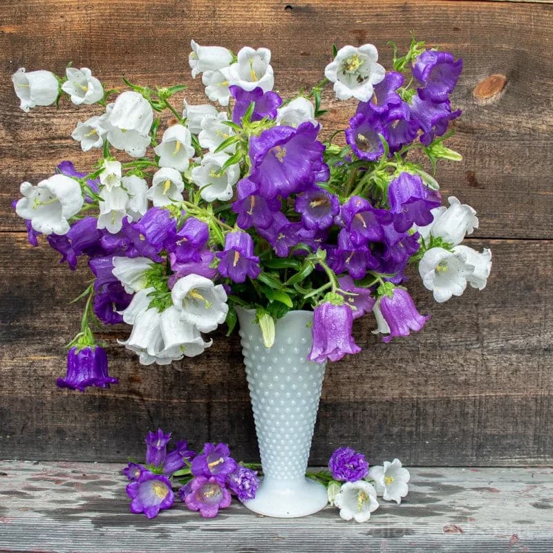 Canterbury Bells Seeds — Classic Cottage Garden Bloom - Main