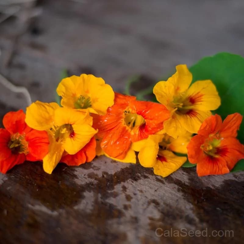 Nasturtium 'Tall Climbing Mix' Seeds — Vibrant Edible Flowers - Main