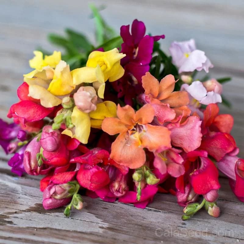 Magic Carpet Mix Snapdragon Seeds — Vibrant Multicolor Blooms - Main