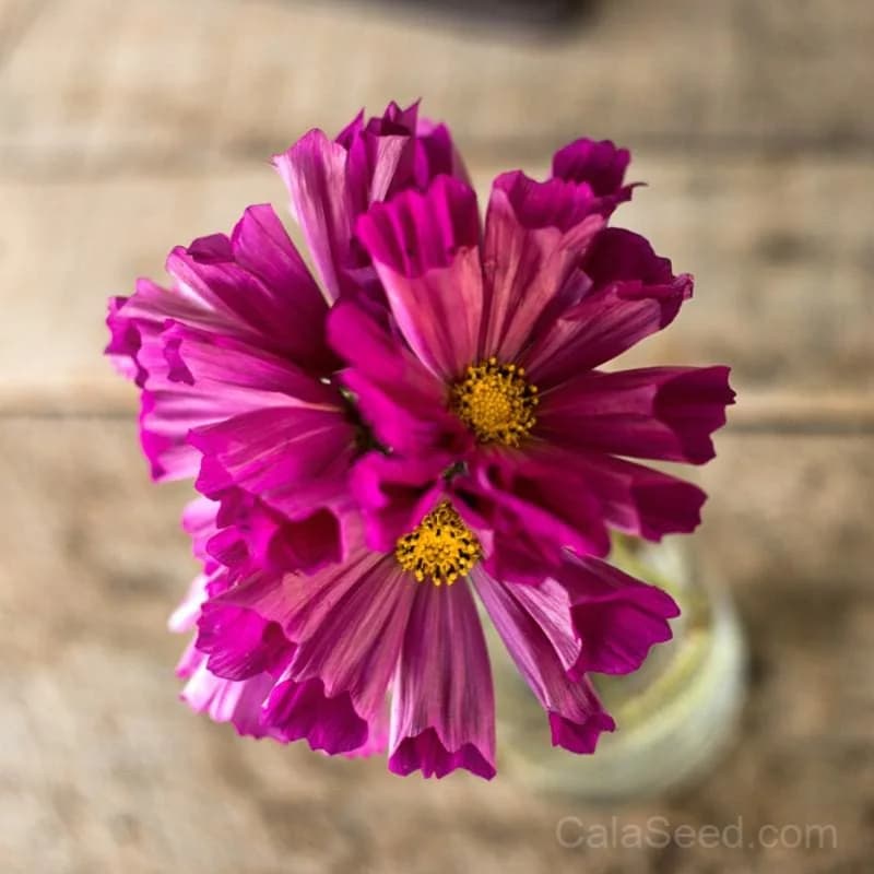 Sea Shell Mix Cosmos Seeds — Vintage Cottage Garden Charm - Alt