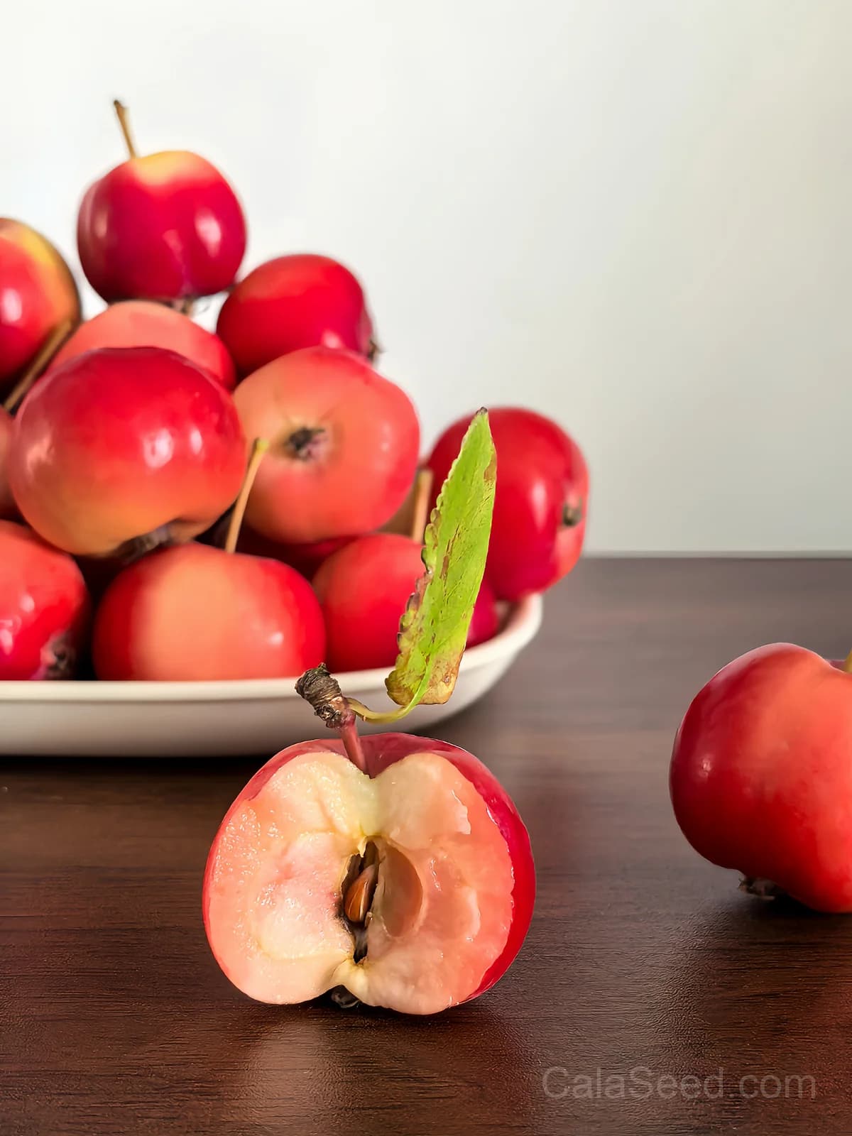 Sargent Crab Apple 'Malus Sargentii' Seeds — White Red Hummingbird Flowers - Main