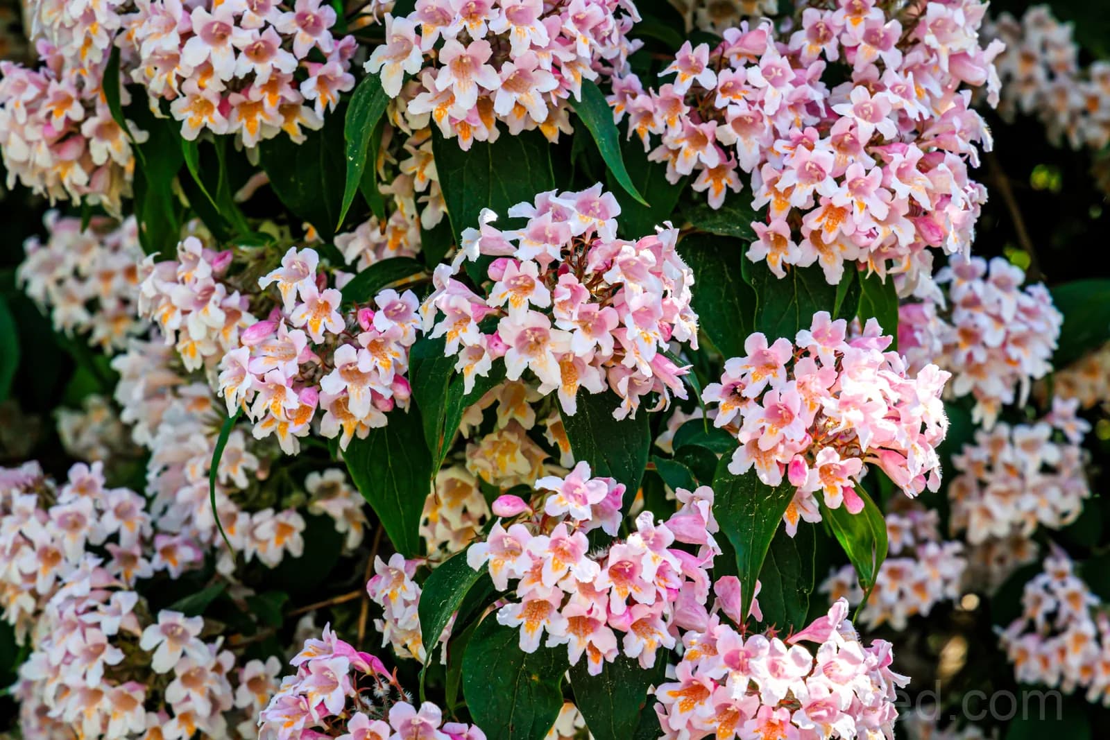 Beauty Bush 'Kolkwitzia Amabilis' Seeds — Pink & White Flowering Shrub - View 4