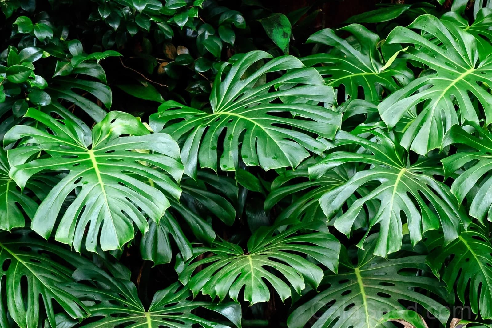 Split Leaf Philodendron 'Monstera Deliciosa' Seeds — Swiss Cheese Vine Plant - View 3