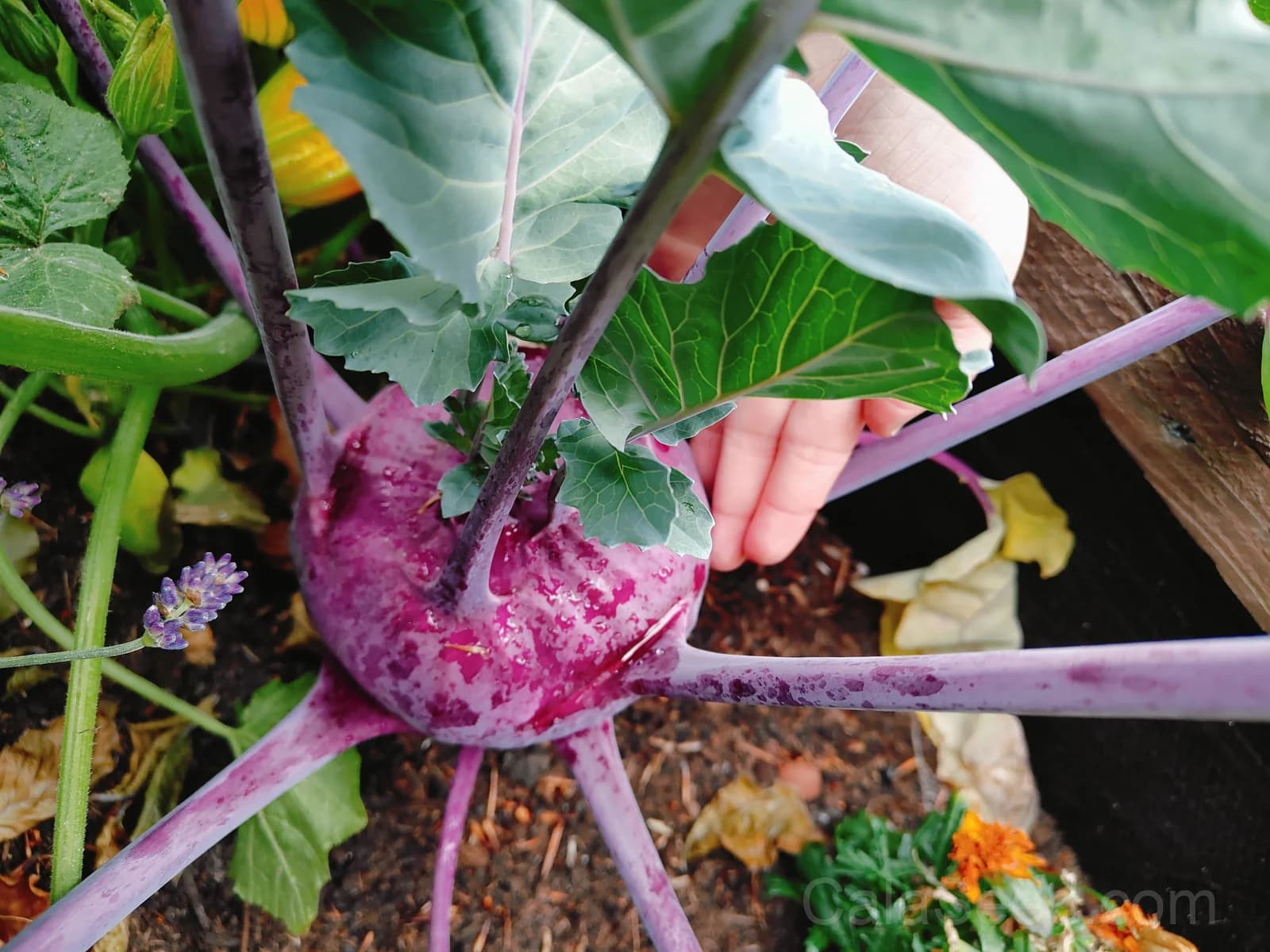 Purple Vienna Kohlrabi Seeds — Heirloom Organic Vegetable - View 4