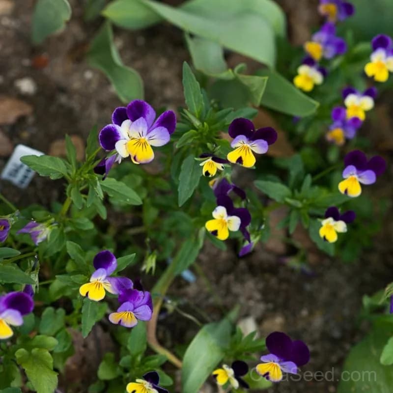 Johnny Jump Up Viola Seeds — Cheerful Purple-Yellow Blooms - Main