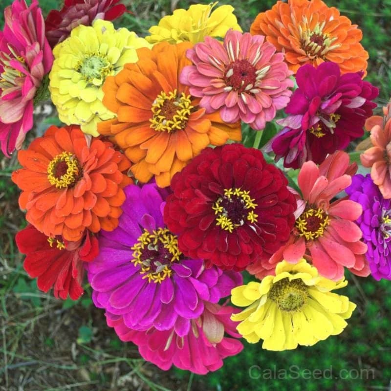 State Fair Mix Zinnia Seeds — Classic Garden Annual Blend - Main
