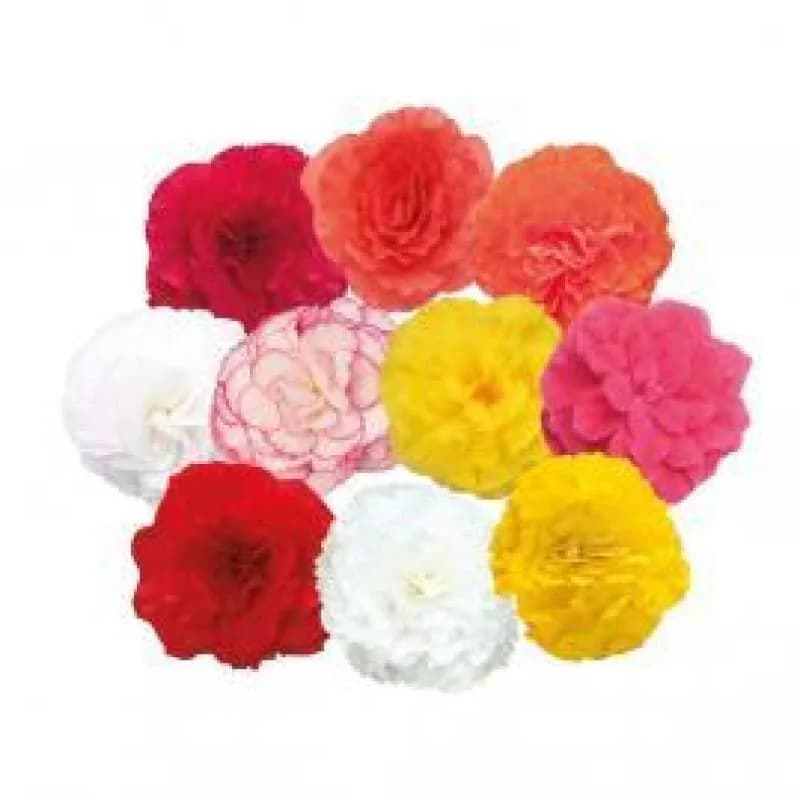 Non Stop Mix Begonia Seeds — Continuous Blooming Flower Mix - View 2