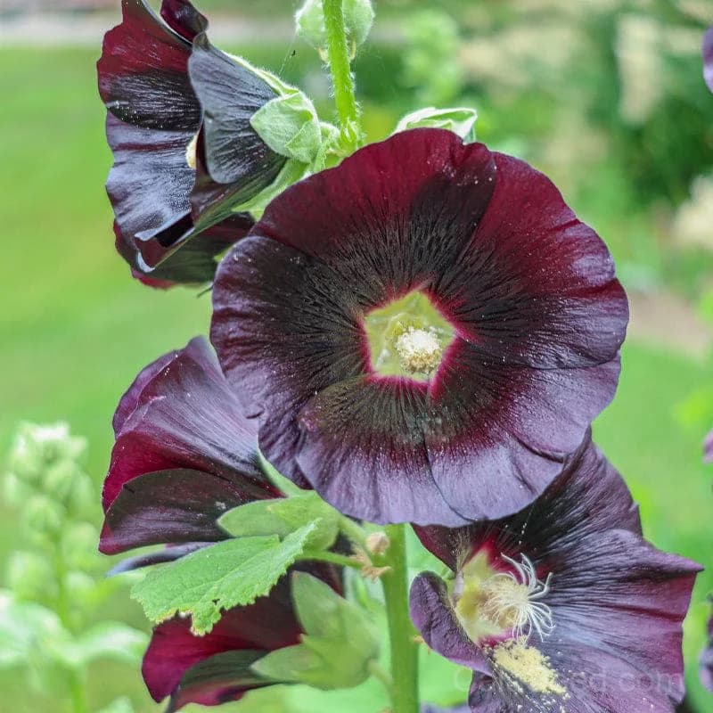 Jet Black Hollyhock Seeds — Dramatic Dark Blooms - View 2
