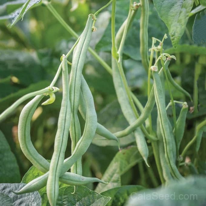 Big Kahuna Bush Bean Seeds — High-Yield Pole Bean - Alt