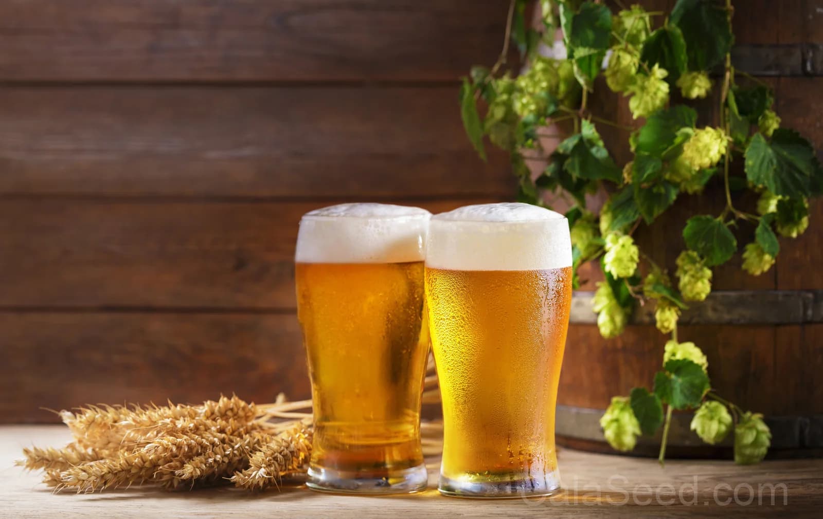 European Hops 'Common' Seeds — Beer Making Vine Ingredient - View 9
