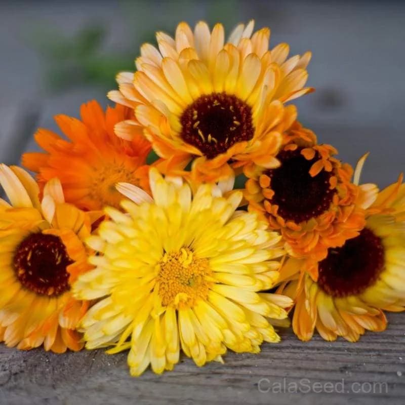 Pacific Beauty Mix Calendula Seeds — Vibrant Edible Flower Blend - Main