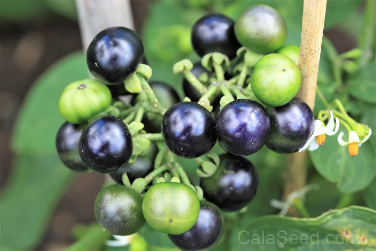 Garden Huckleberry 'Solanum Melanocerasum' Seeds — Sweet Berry Bush Fruit - Main