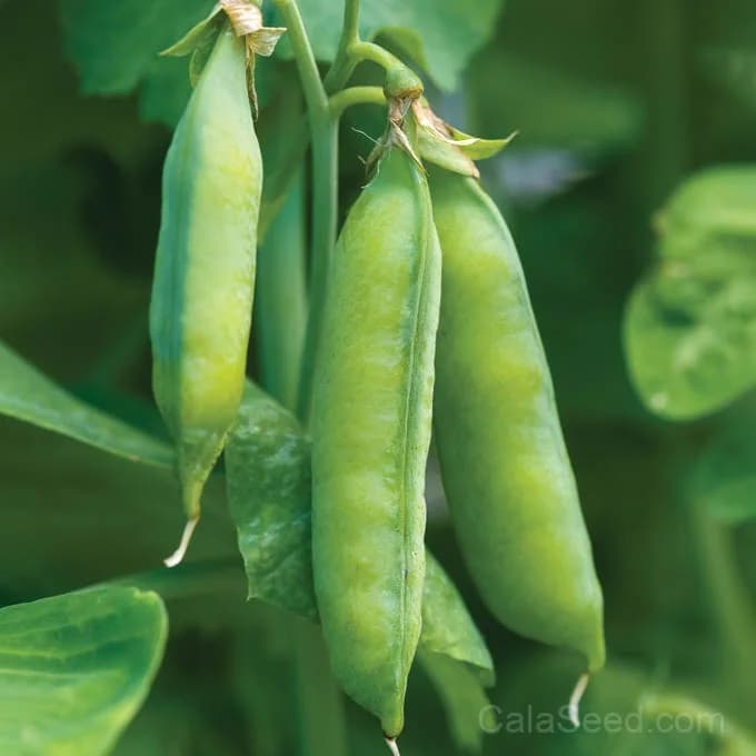 Blue Bantam Dwarf Pea Seeds — Compact Heirloom Shelling Pea - Alt