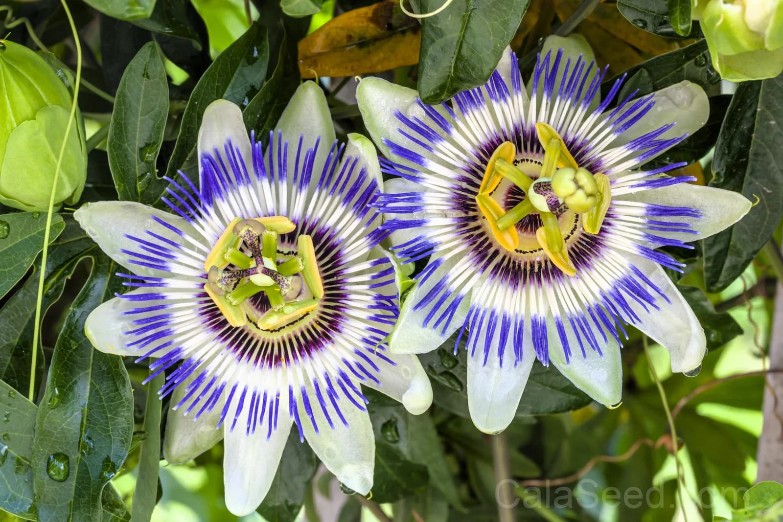 Purple Passion Fruit 'Granadilla' Seeds — Sweet Tropical Vine - View 3