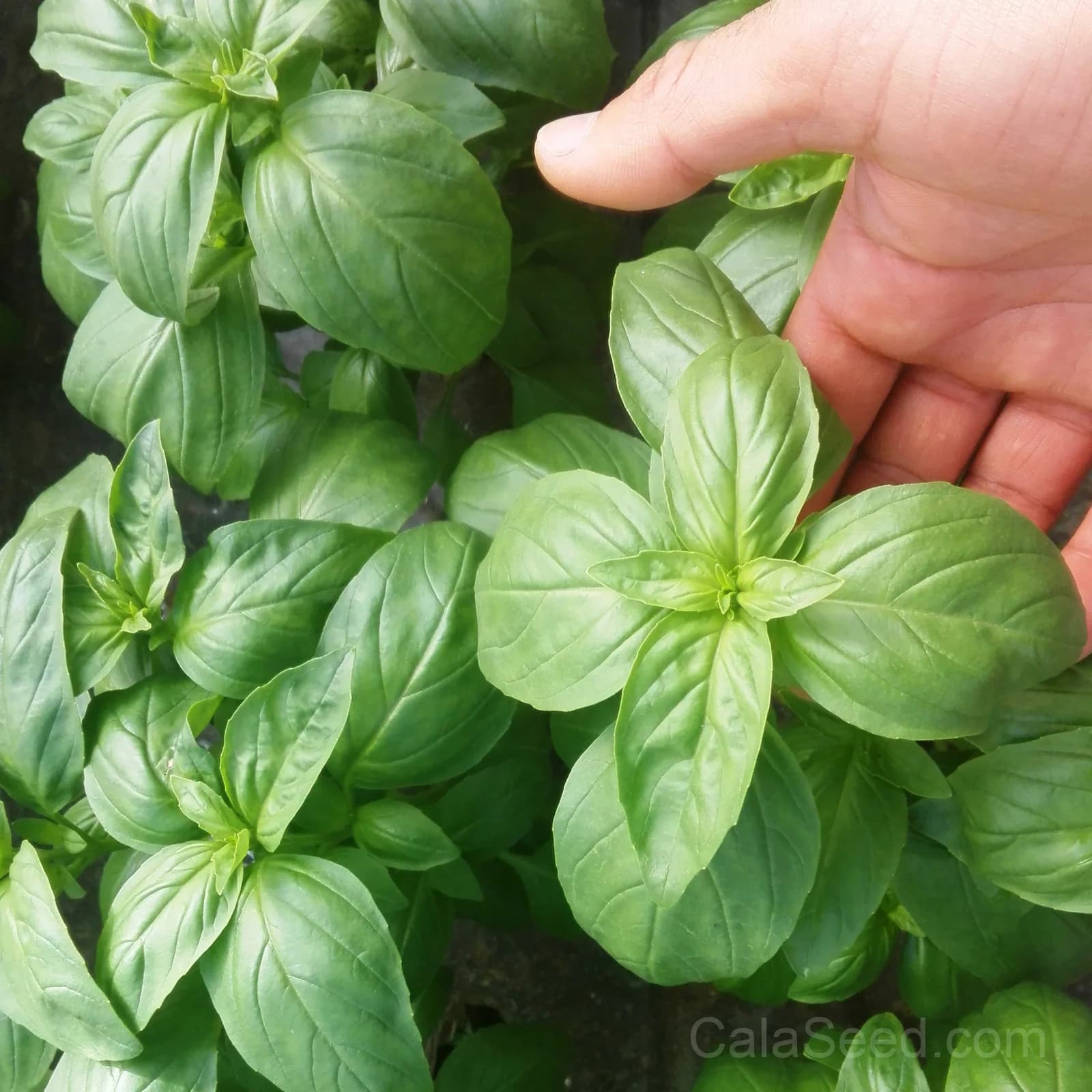 'Prospera' Tomato Seeds — High-Yield Garden Favorite - View 1