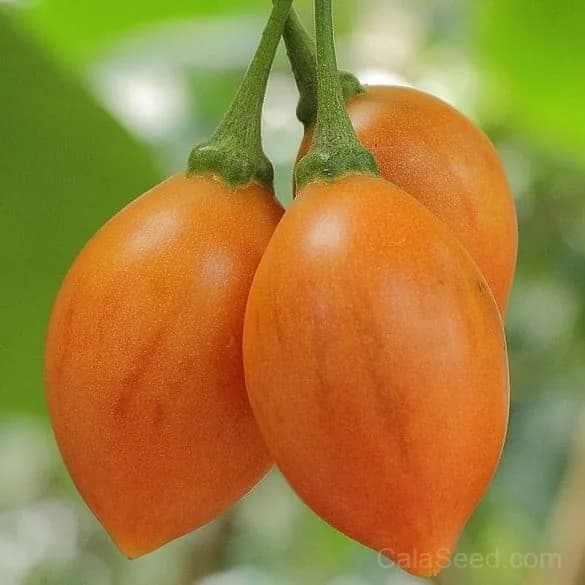 Tamarillo 'Yellow' Seeds — Sweet Tropical Fruit - Main