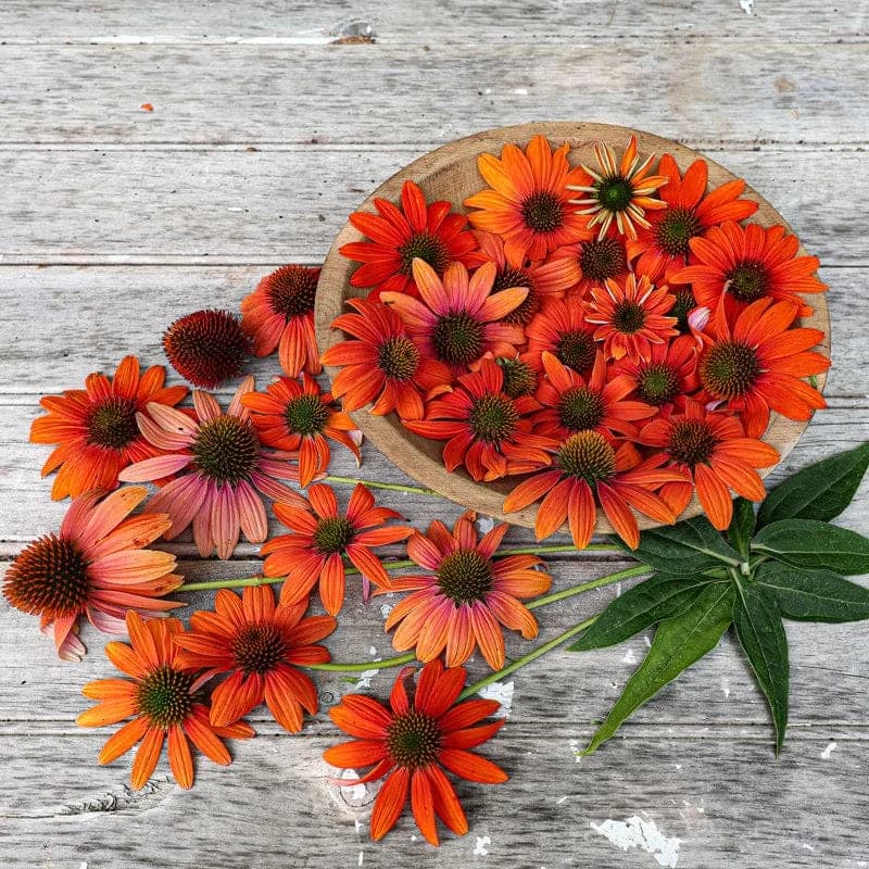 Echinacea 'Soft Orange' Seeds — Artisan Perennial Bloom - View 7