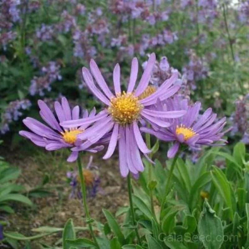 Alpine Aster Mix Seeds — Hardy Perennial Wildflower Blend - Main