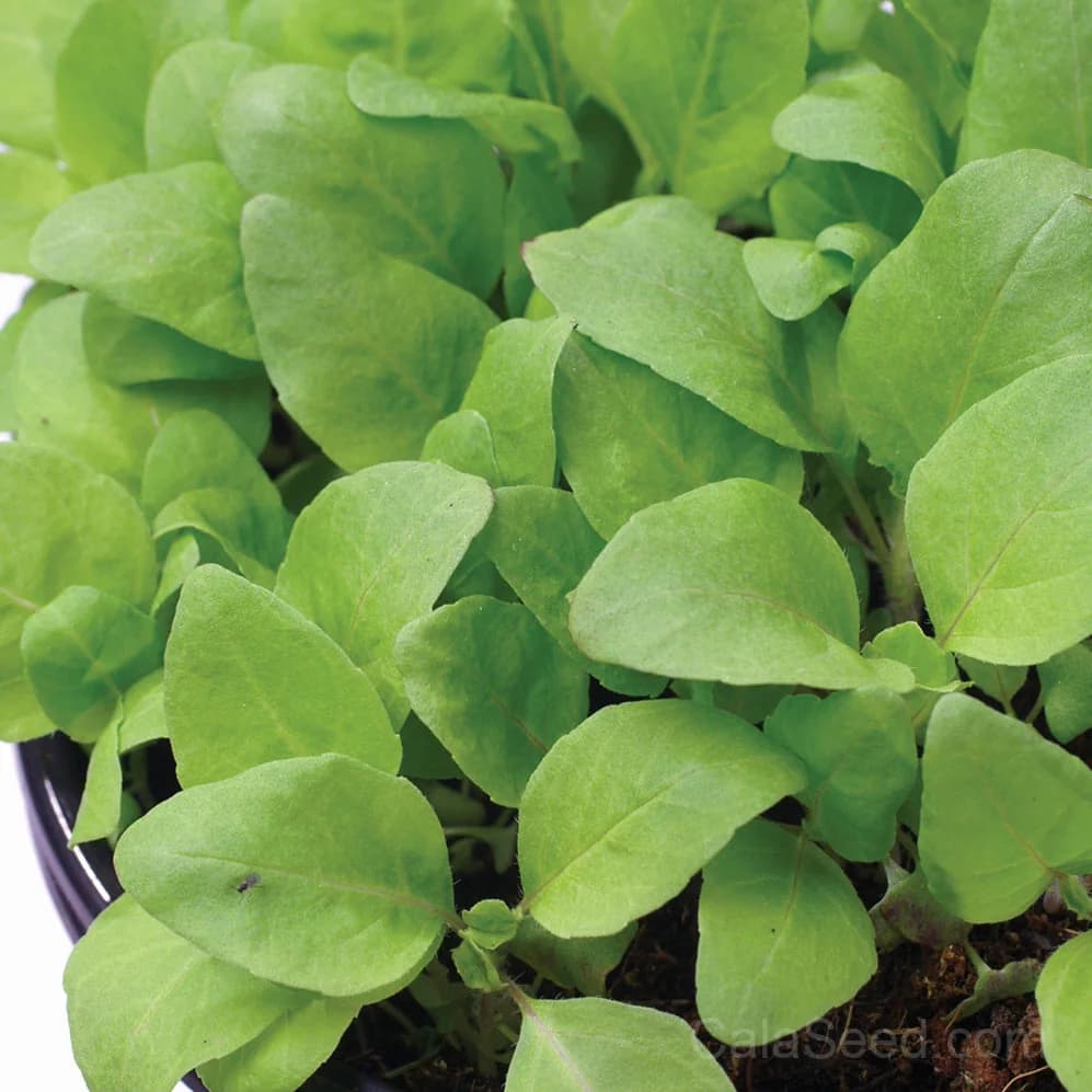 Holy Green Seeds — Premium North American Garden Collection - Main