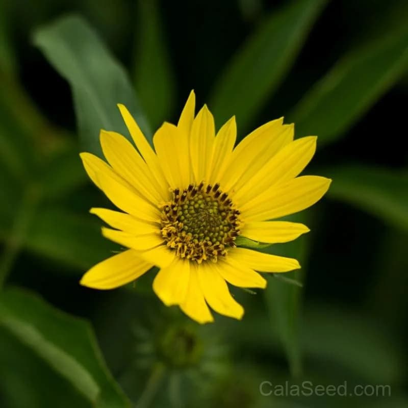 Maximilian Sunflower Seeds — Native Perennial Wildflower - Main