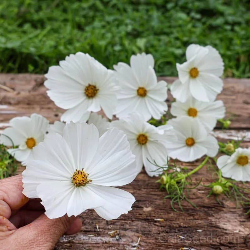 Purity Cosmos Seeds — Pure White Petals - Main