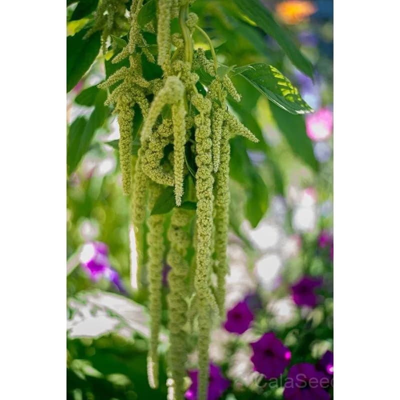 Virdis Amaranth Seeds — Vibrant Edible Ornamental Greens - Alt
