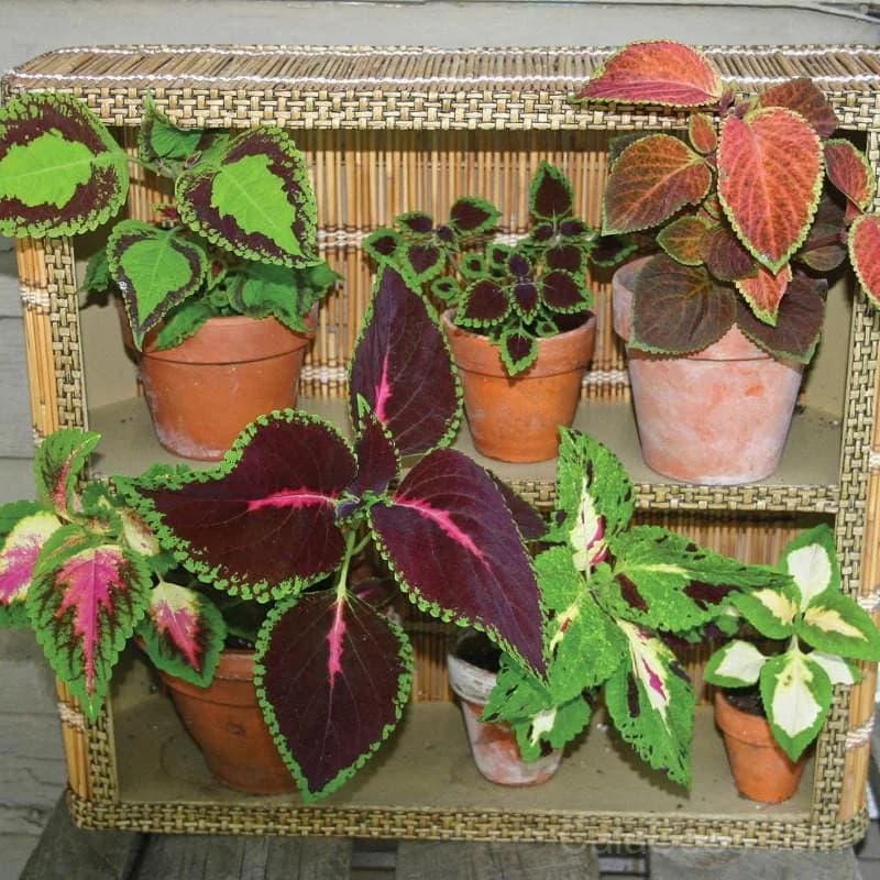 Rainbow Mix Coleus Seeds — Vibrant Foliage Mix - View 4
