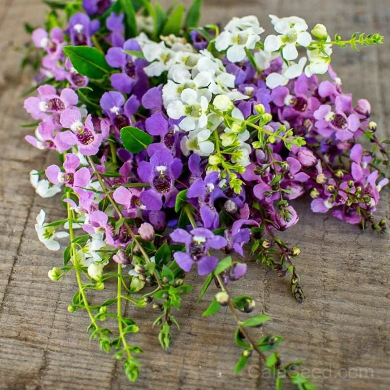 Serena Mix Angelonia Seeds — Heat-Tolerant Summer Blooms - Main