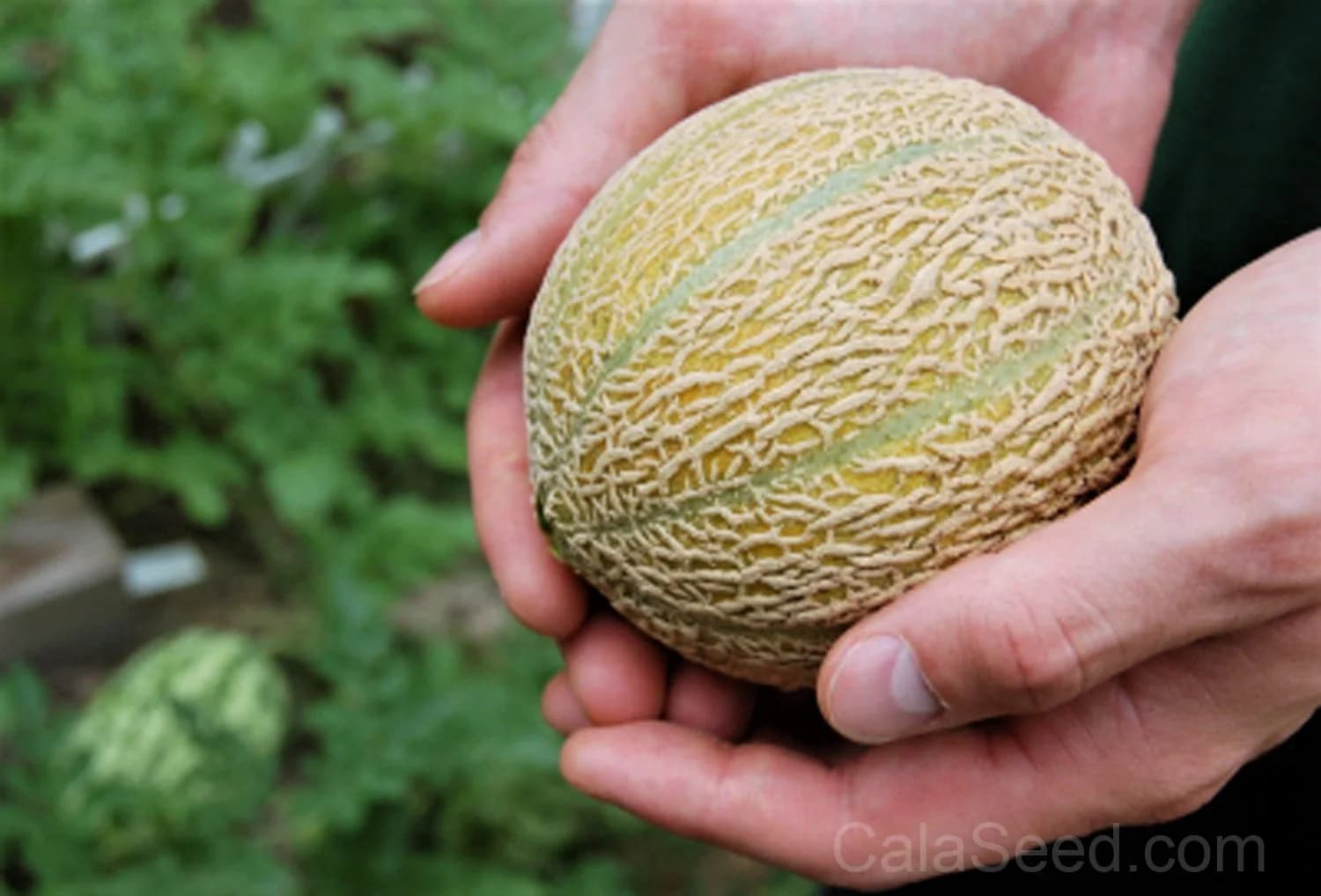 Minnesota Midget Cantaloupe Seeds — Compact Melon for Small Gardens - View 2