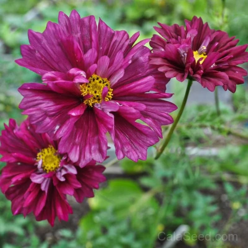 Double Click Cranberries Cosmos Seeds — Vibrant Cranberry-Red Blooms - Alt