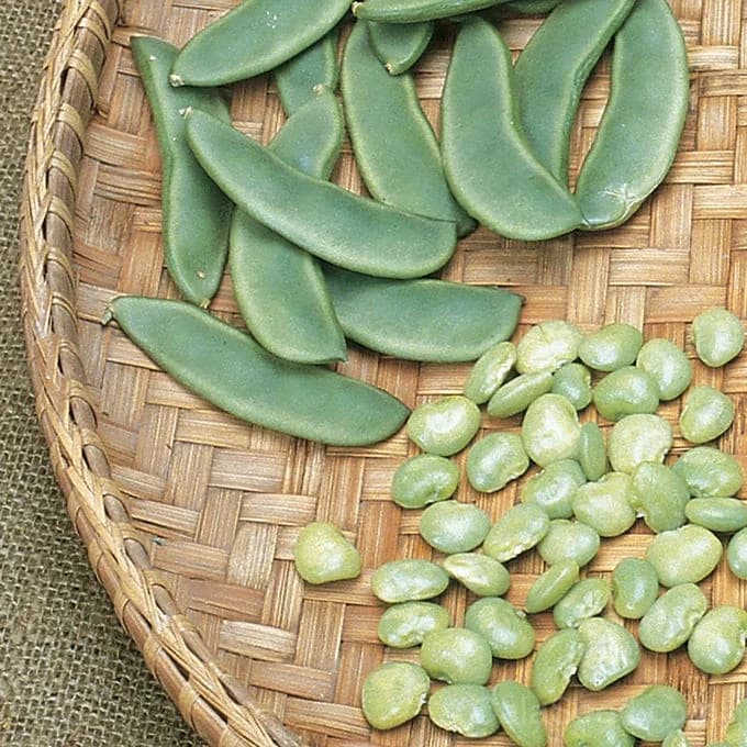 Lima Burpee's Bush Bean Seeds — Compact High-Yield Vegetable - Main